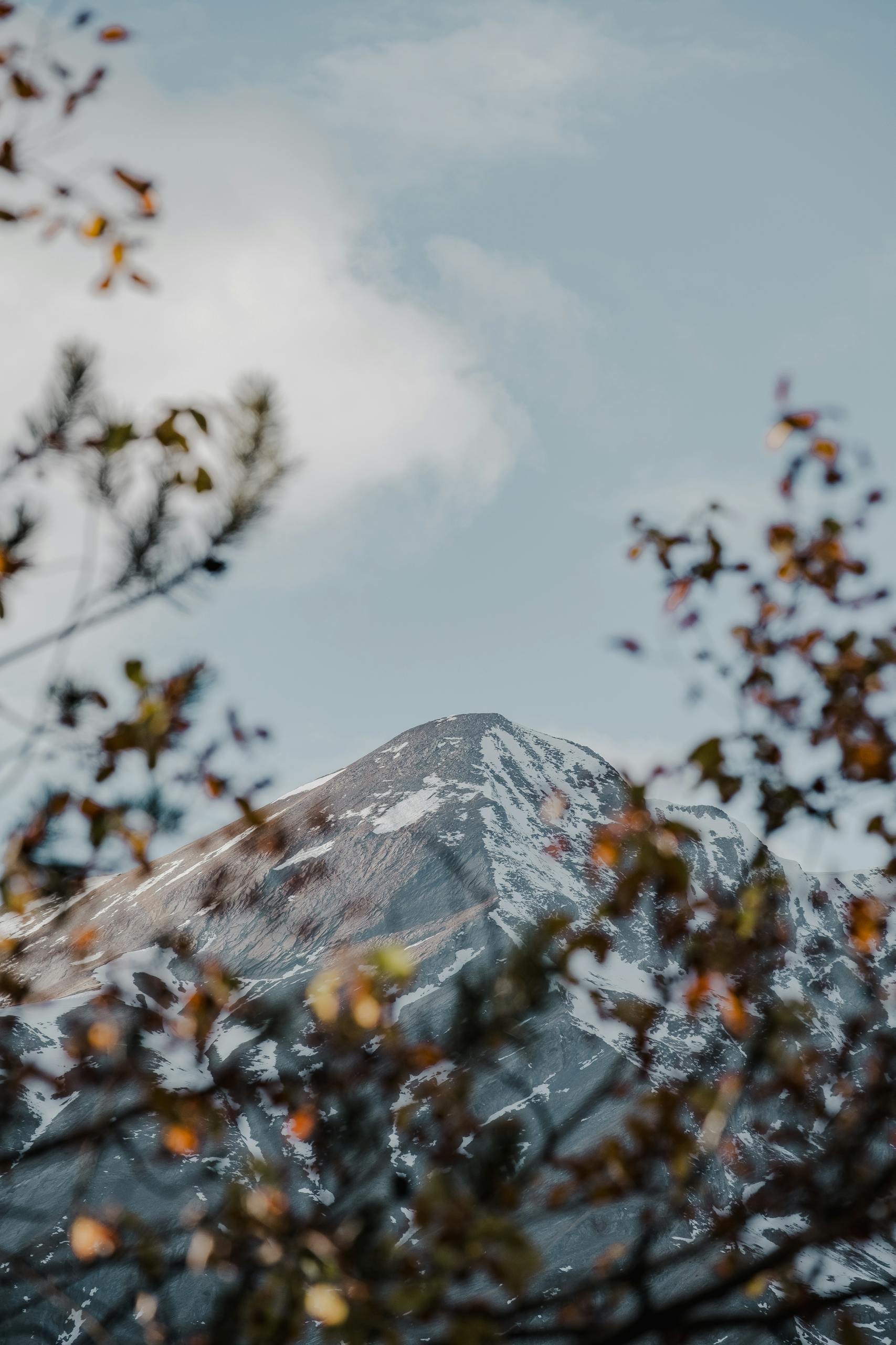 A snow-covered mountain peak is framed by autumn foliage under a blue sky.